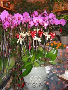 Orchid Phalaenopsis Gift Set - CODE 11997